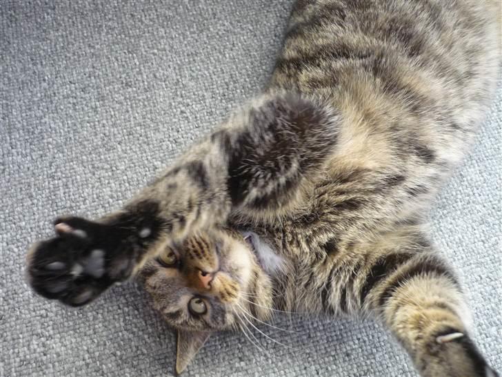 Huskat simba - lad hver jeg vil ikke tages billeder af om morgenen billede 16