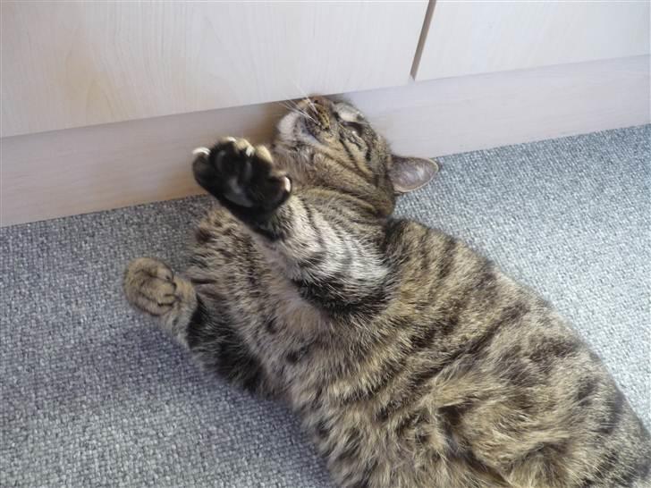 Huskat simba - tal til poten sandra billede 17