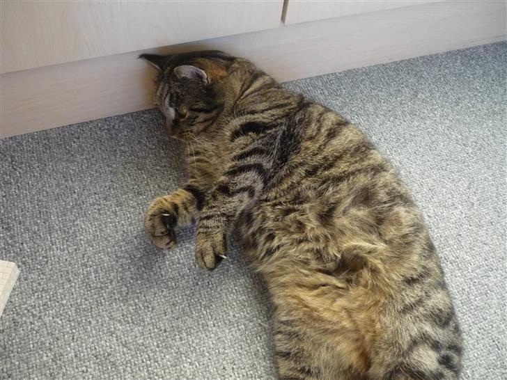 Huskat simba - hov prøv lige at se sandra der er en hvid dims billede 18