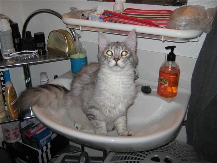 Maine Coon  Distiny (Tiny) billede 1