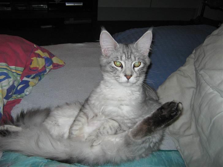 Maine Coon  Distiny (Tiny) billede 2