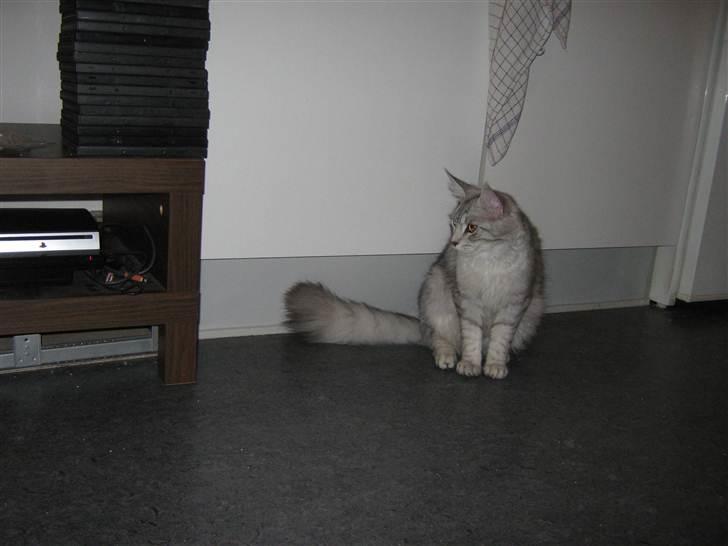 Maine Coon  Distiny (Tiny) billede 3