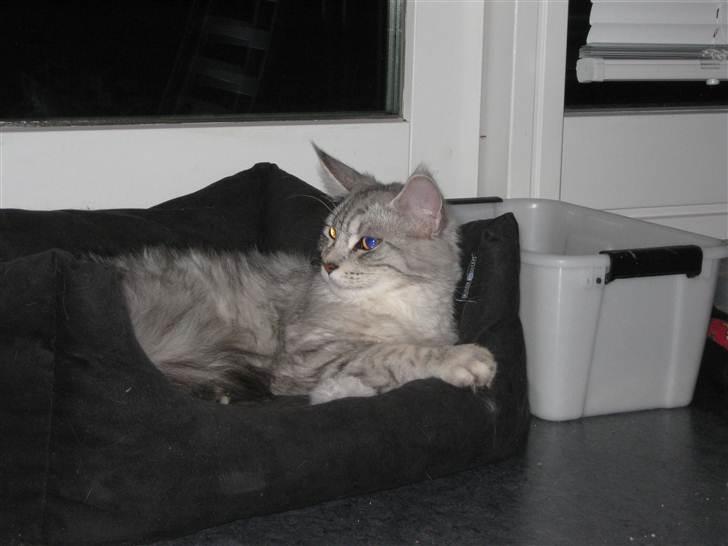 Maine Coon  Distiny (Tiny) billede 4