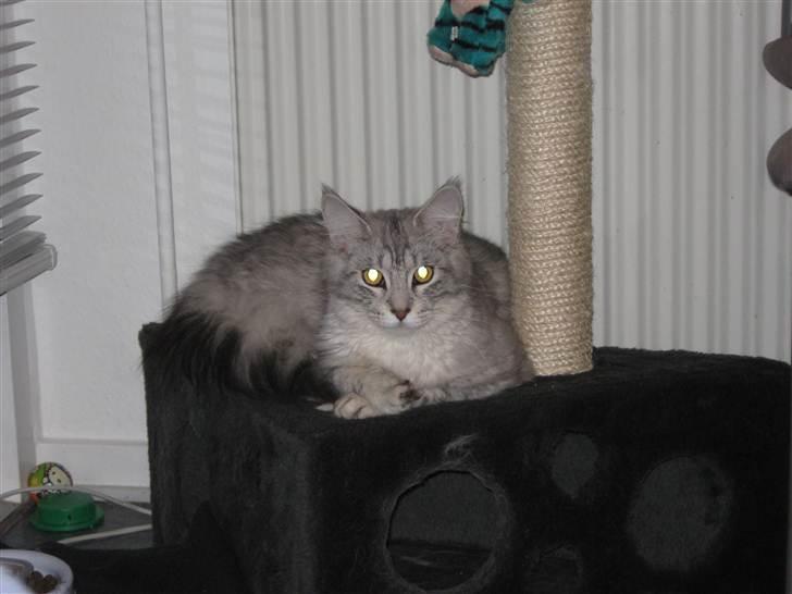 Maine Coon  Distiny (Tiny) billede 5