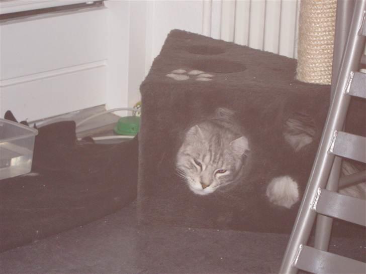 Maine Coon  Distiny (Tiny) billede 6