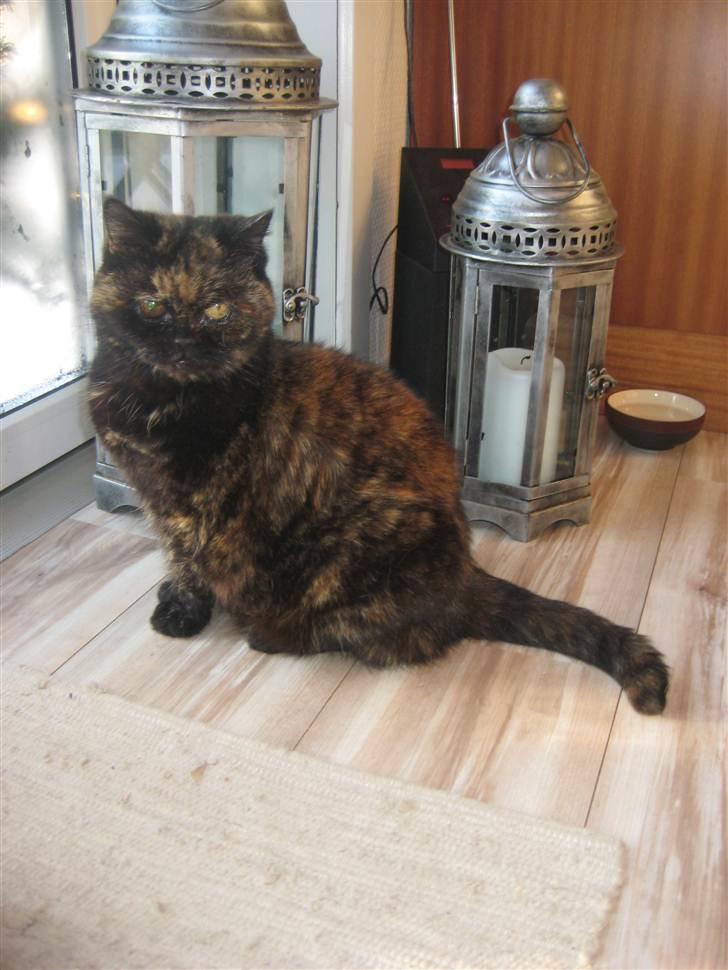 Exotic Jolly billede 10