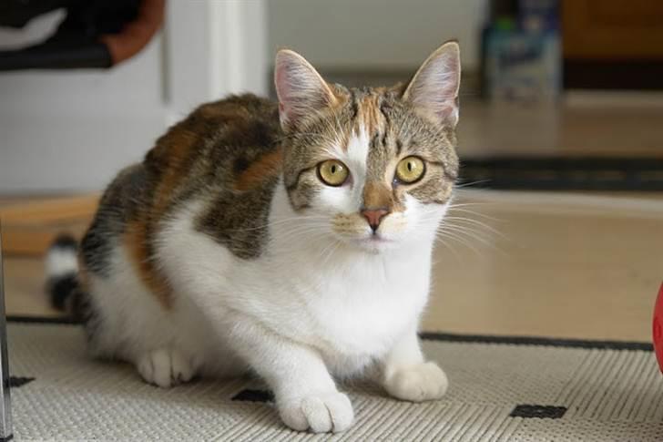 Huskat Mis billede 11