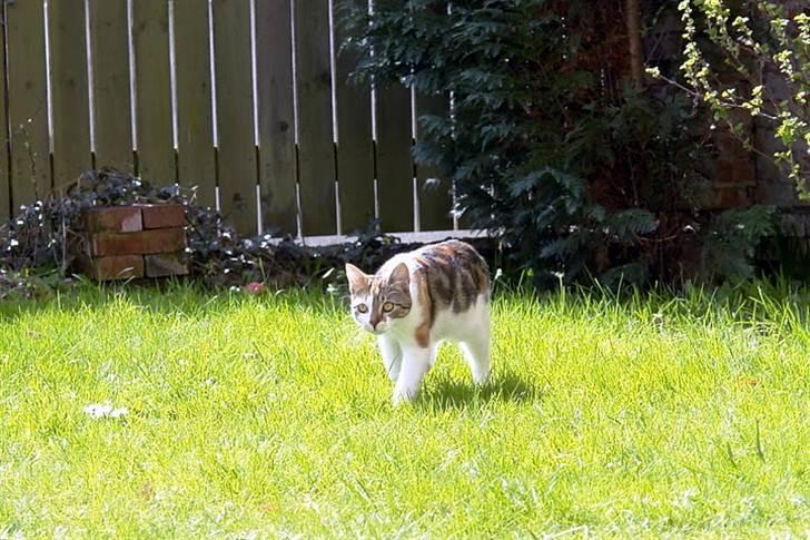 Huskat Mis billede 12