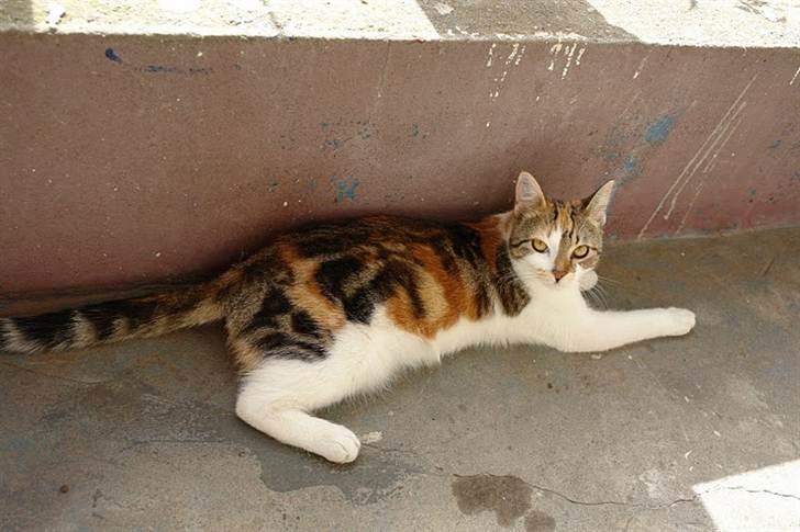 Huskat Mis billede 13