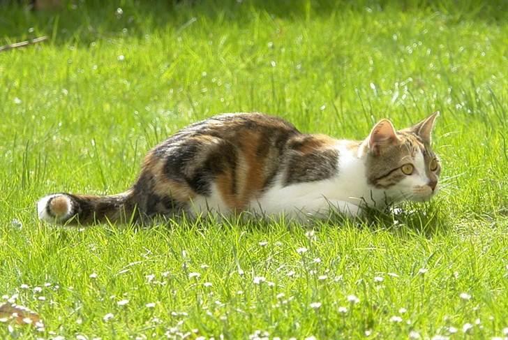 Huskat Mis billede 16