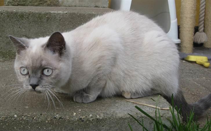 British Shorthair DK Jasmind Miss Blue Blue billede 8