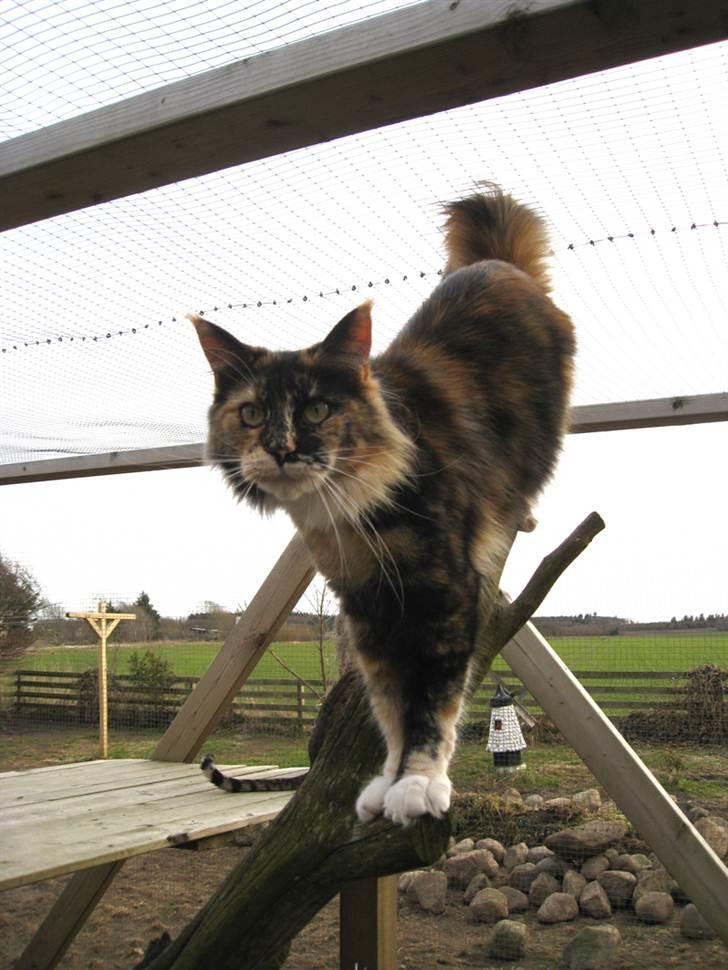 Maine Coon DK Bæklund's Issa billede 10