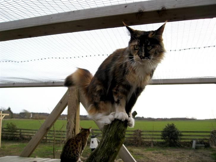 Maine Coon DK Bæklund's Issa billede 11