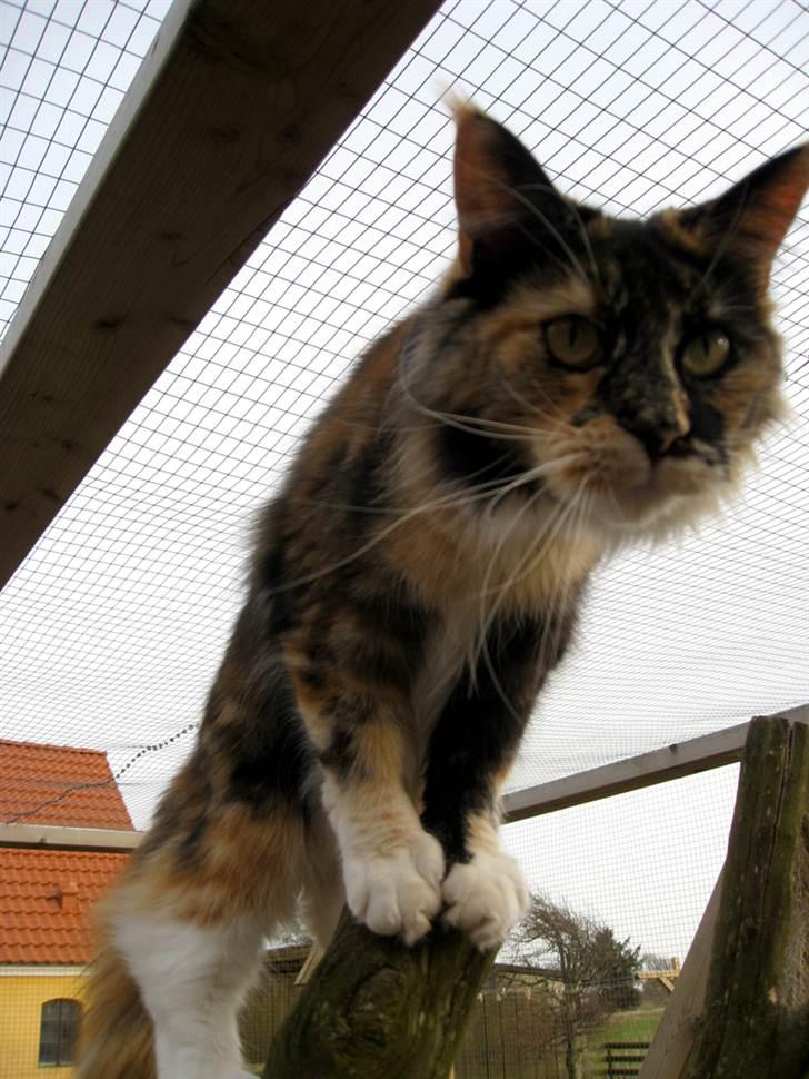 Maine Coon DK Bæklund's Issa billede 12