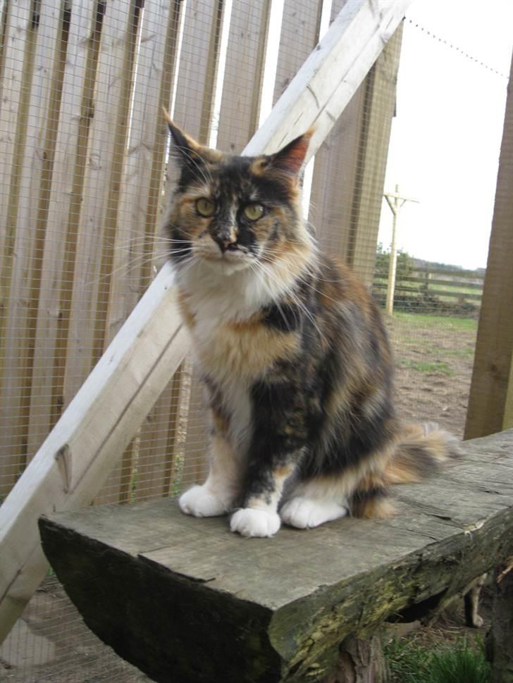 Maine Coon DK Bæklund's Issa billede 13