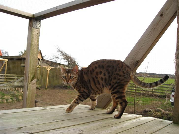 Bengal DK Trollspotting Vela billede 13