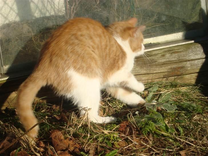 Blanding af racer Maddie billede 1