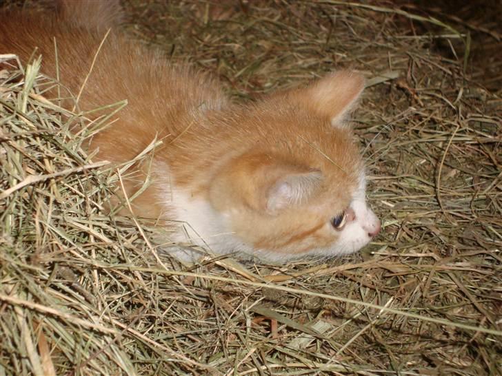 Blanding af racer Maddie billede 2