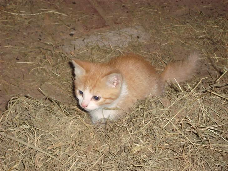 Blanding af racer Maddie billede 3