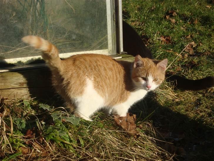 Blanding af racer Maddie billede 4