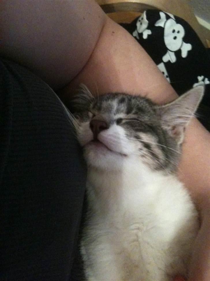 Huskat Princess Zelda billede 8