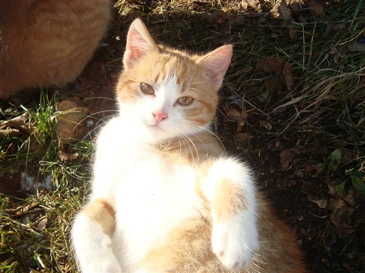 Blanding af racer Maddie billede 5