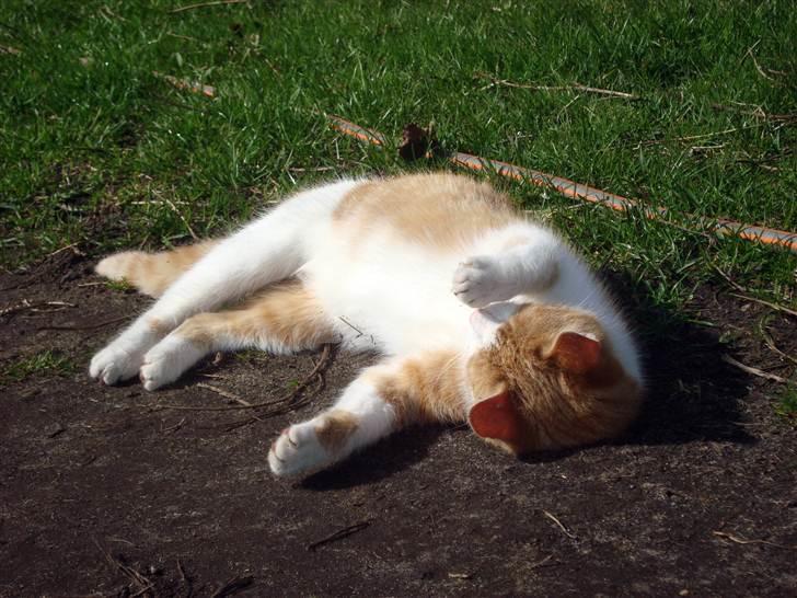 Blanding af racer Maddie billede 6