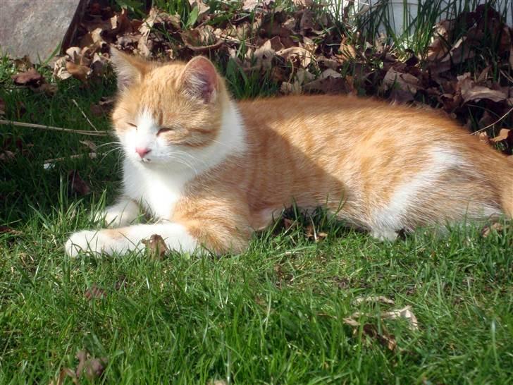 Blanding af racer Maddie billede 7