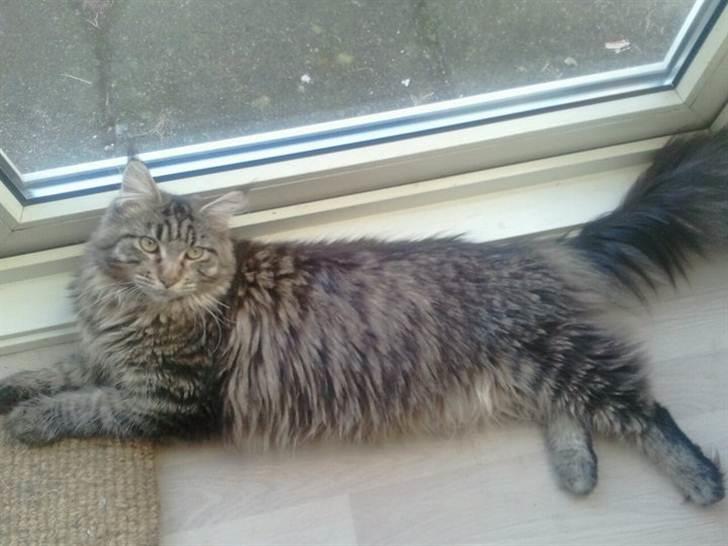 Maine Coon Marco billede 1