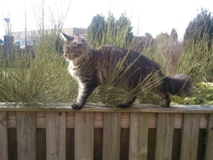 Maine Coon Marco billede 4