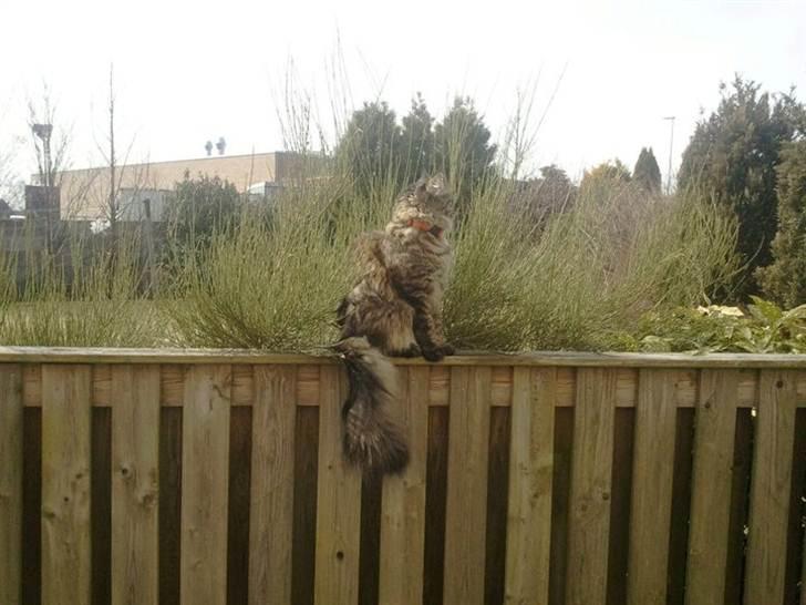 Maine Coon Marco billede 5