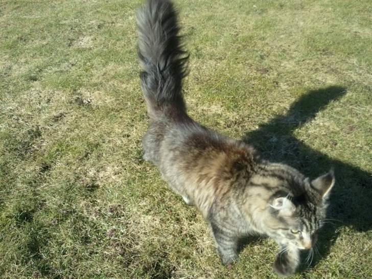 Maine Coon Marco billede 6