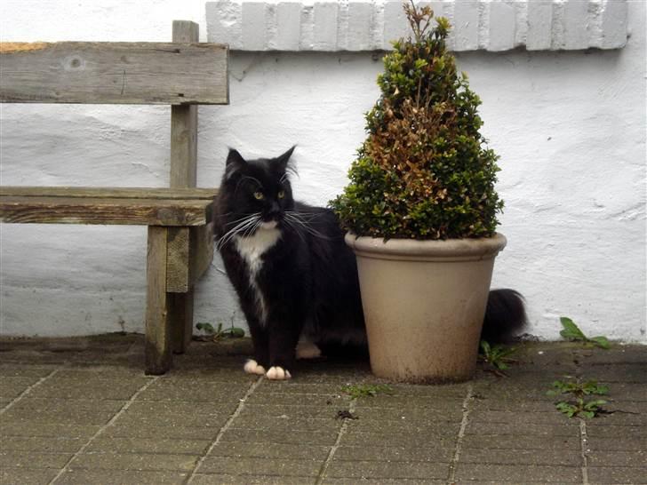 Maine Coon Frederik billede 1