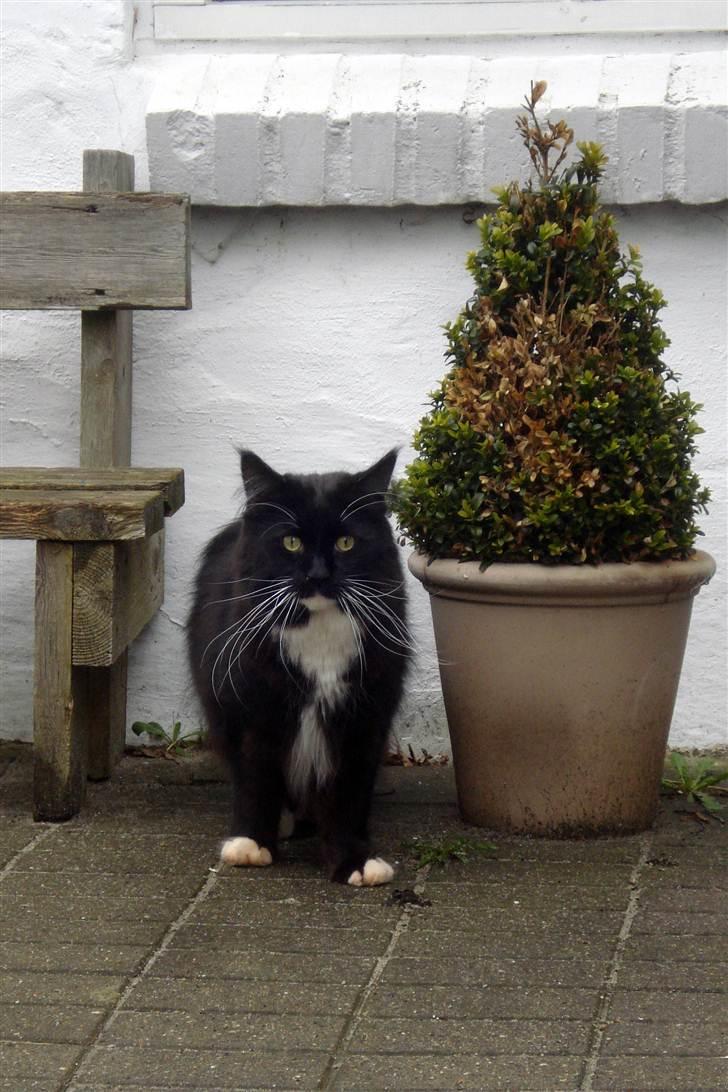 Maine Coon Frederik billede 2