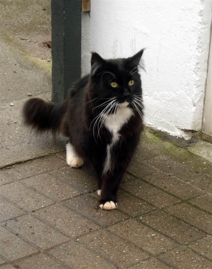 Maine Coon Frederik billede 3