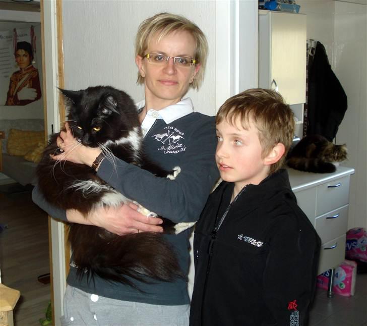 Maine Coon Frederik billede 4