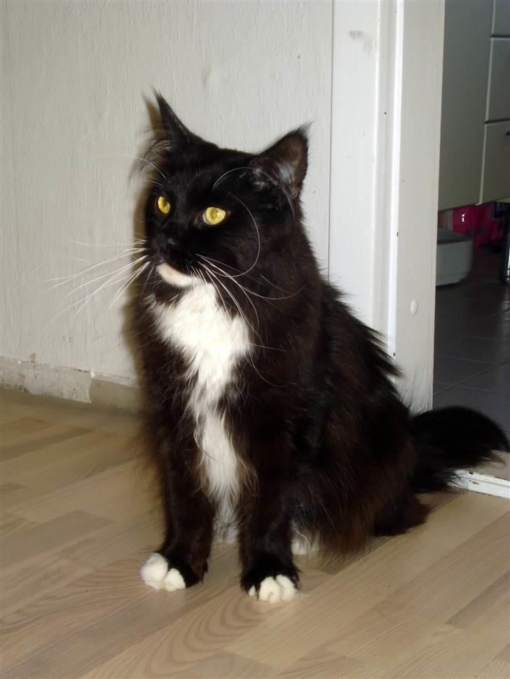 Maine Coon Frederik billede 5