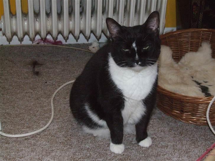 Huskat Siff billede 1