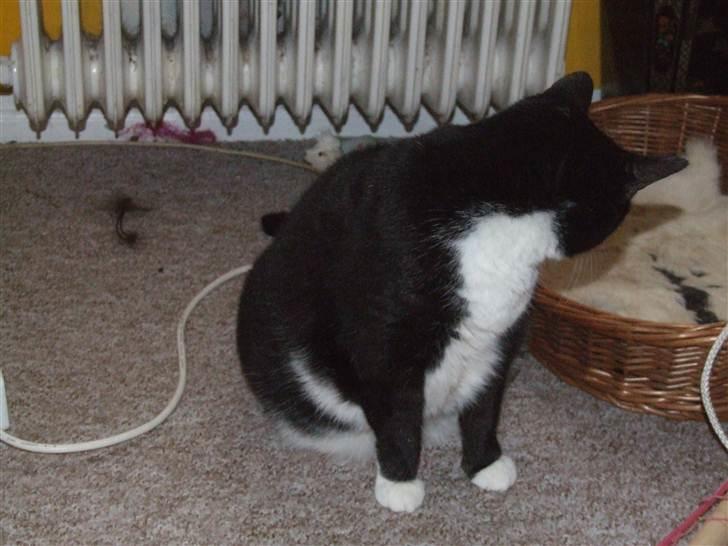 Huskat Siff billede 2