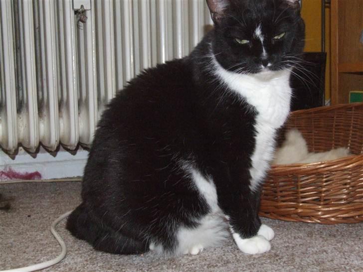 Huskat Siff billede 3