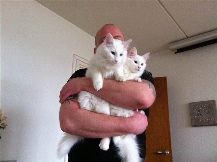 Norsk Skovkat Bella - Mig og min søster i armene på vores dejlige Far :-) billede 7