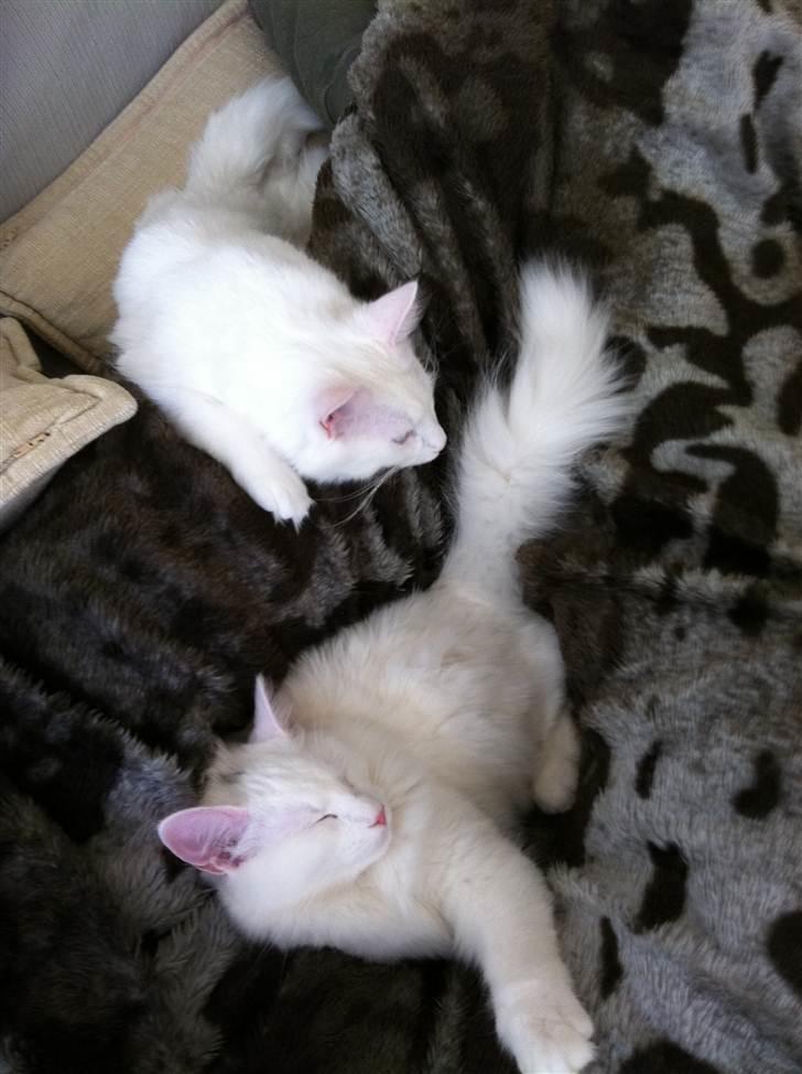 Norsk Skovkat Bella - Liste Liste!!! Nu vil jeg vække min søster Bella :-S billede 8