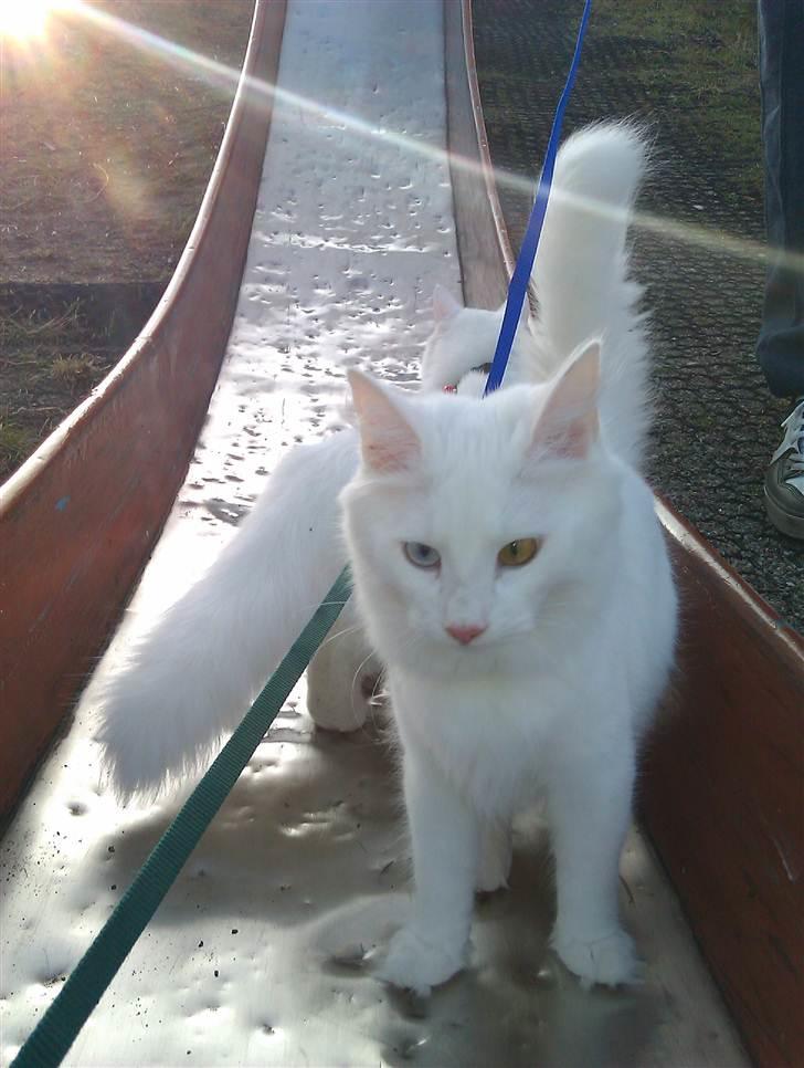 Norsk Skovkat Bella - Den er sååå glat denne bakke her, jeeeeg vil op af den... :-( billede 9