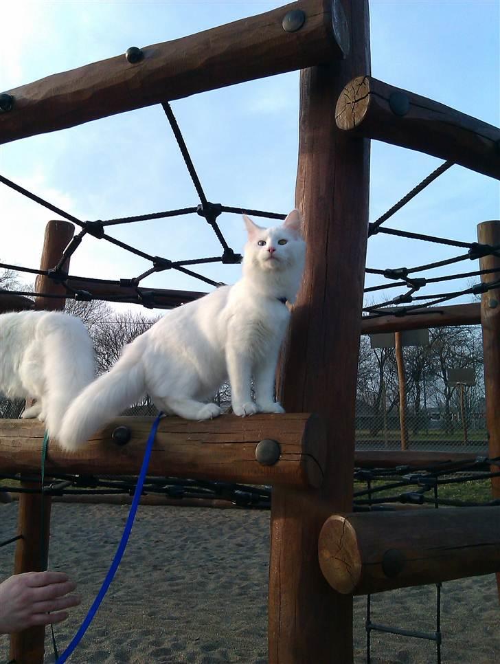 Norsk Skovkat Bella - Se jeg er kravlet højt højt op :-) billede 10