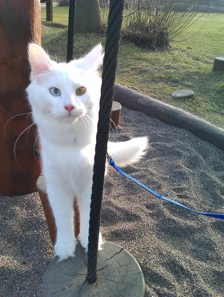 Norsk Skovkat Bella - Titte Bhøøø :-) billede 11