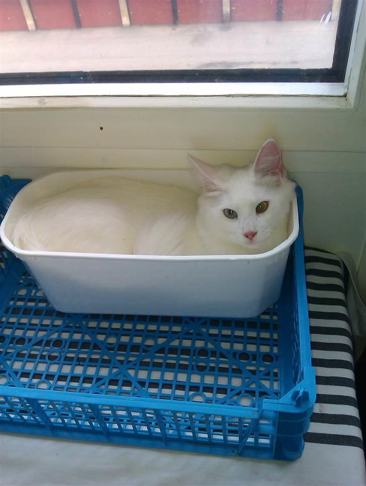 Norsk Skovkat Bella - Min Kasse... Ingen må røre den... Min Min Min Min ja MIIIIN :-) billede 12