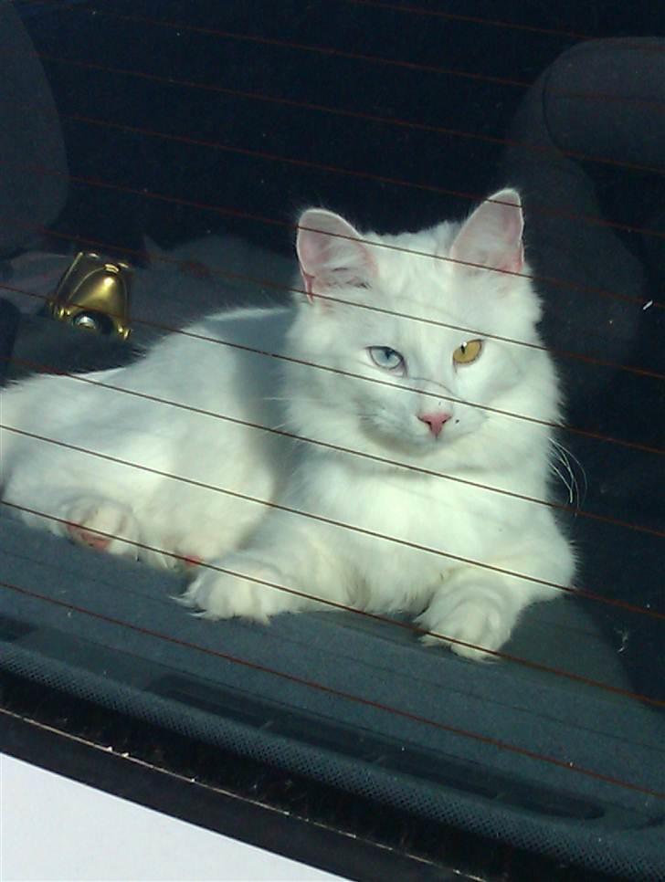 Norsk Skovkat Bella - Mmmmmm!! Skønt at ligge i solen og nyde det  !!!Yeah!!!! Og mor gør rent i bilen... Hehe billede 14