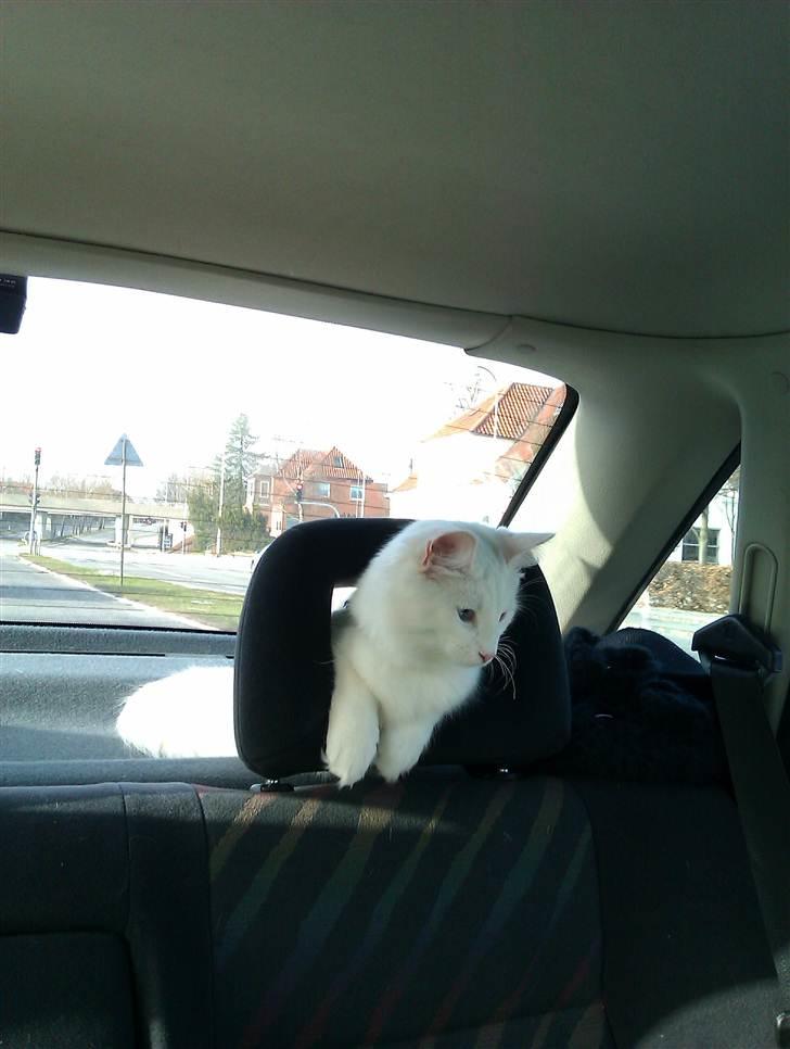 Norsk Skovkat Bella - Hehe... Der er så mange gemmesteder inde i en bil...:-) billede 15