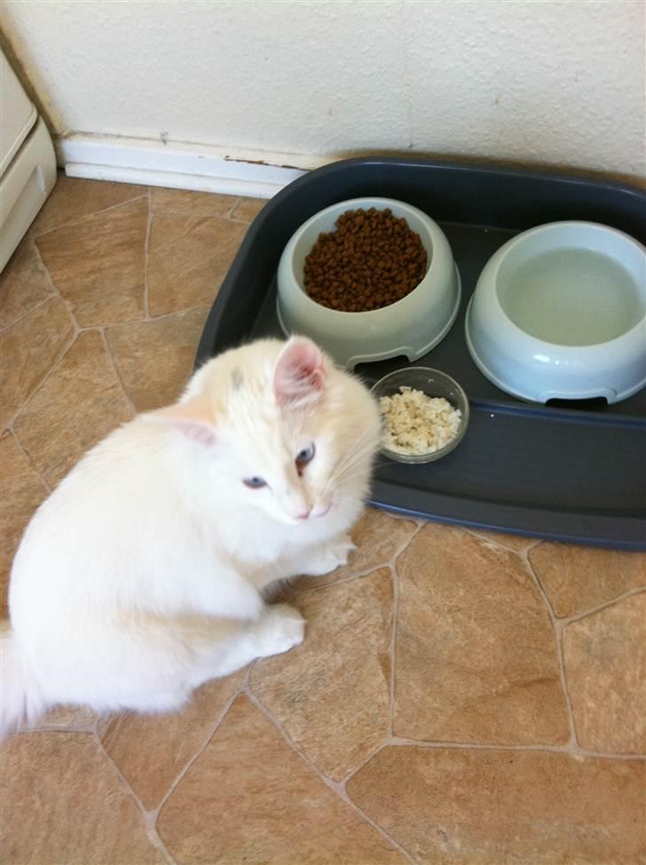 Norsk Skovkat Lilje - Hehe... Ingen hemmelighed ? Jeg elsker mad ;-) billede 9