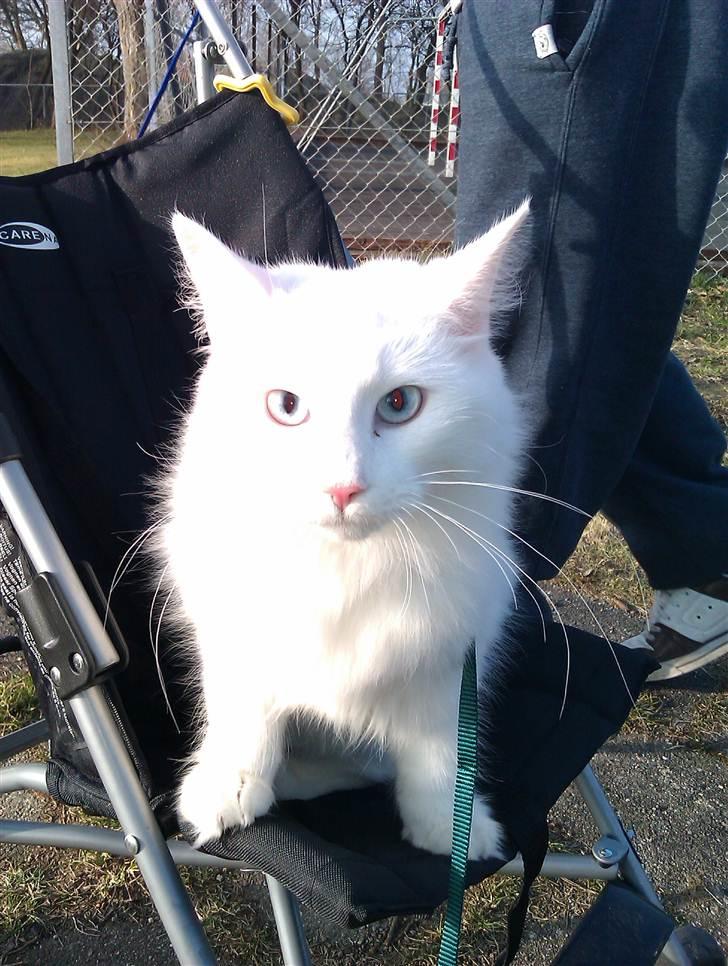 Norsk Skovkat Lilje - Ja da!! Fætter Oscar må gå, det er mig der skal køres i klapvogn :-) billede 10